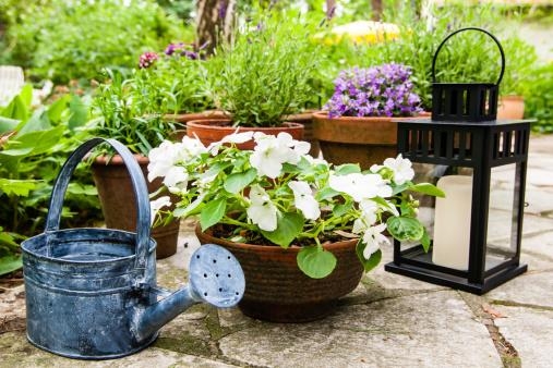 maintaining_your_city_garden_plants