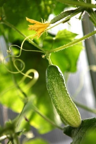 how_to_grow_cucumbers