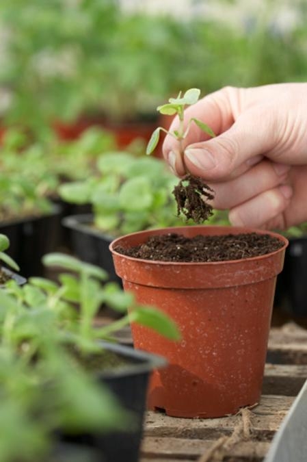 time_lapse_your_garden